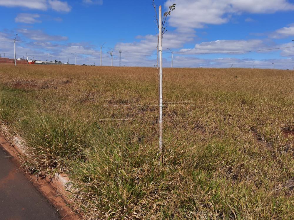 Terreno / Padrão em São Carlos 