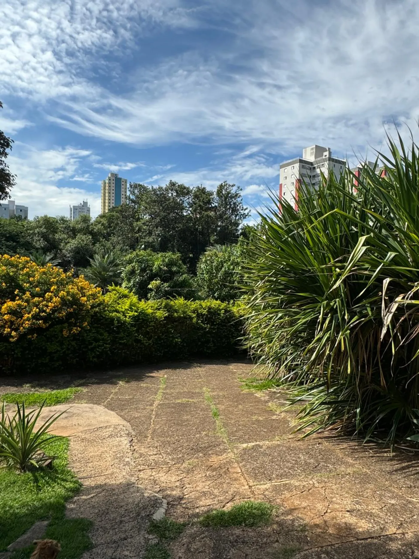 Terreno / Área Urbana em São Carlos Alugar por R$10,00