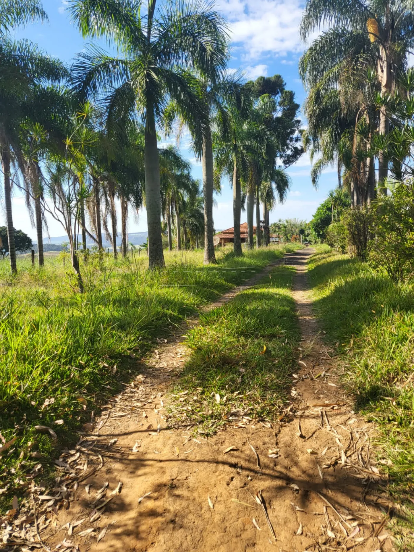 Rural / Sítio em São Carlos 