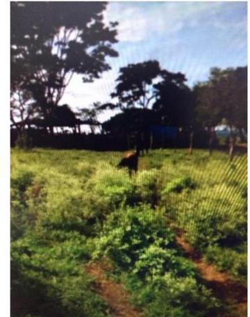 imagem 3 - Rural - Sítio imagem 3 - Rural - Sítio