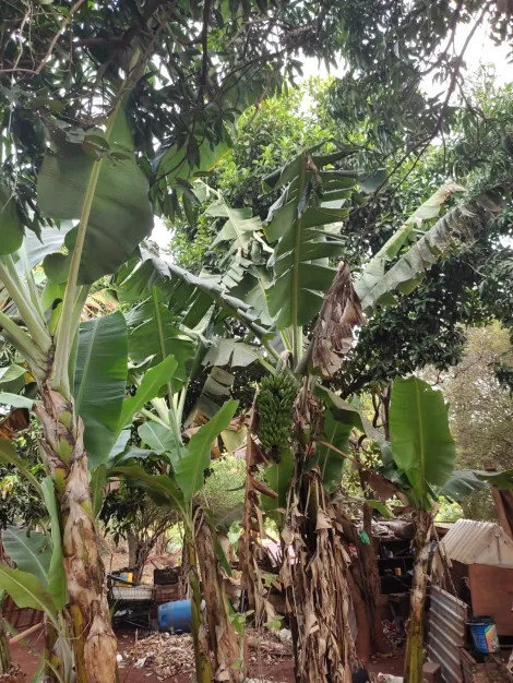 imagem 2 - Rural - Chácara imagem 2 - Rural - Chácara