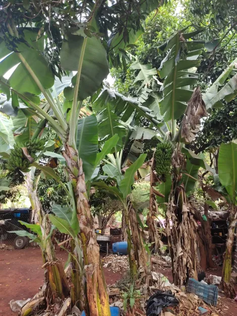 imagem 5 - Rural - Chácara imagem 5 - Rural - Chácara