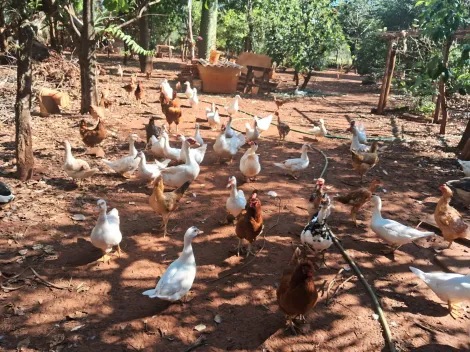 imagem 3 - Rural - Chácara imagem 3 - Rural - Chácara