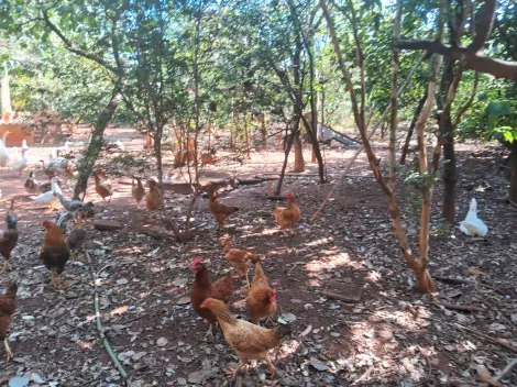 imagem 5 - Rural - Chácara imagem 5 - Rural - Chácara