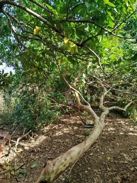 imagem 1 - Terreno - Padrão imagem 1 - Terreno - Padrão
